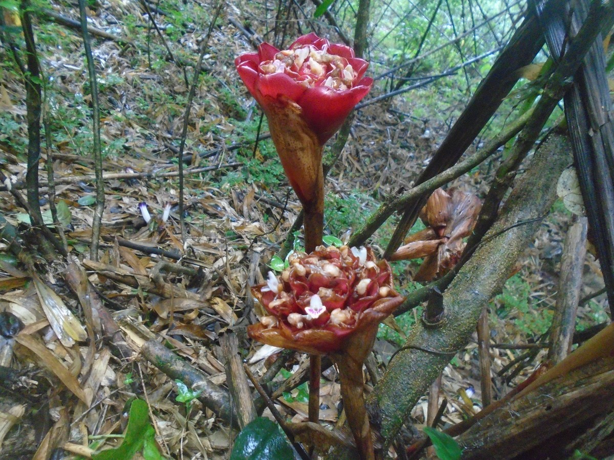 Alpinia abundiflora Burtt & R.M.Sm.